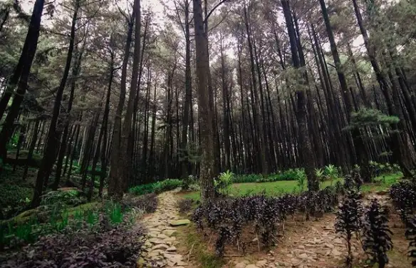 Informasi Rekomendasi Spot Trekking di Bogor yang Mudah Dijangkau dari Jakarta