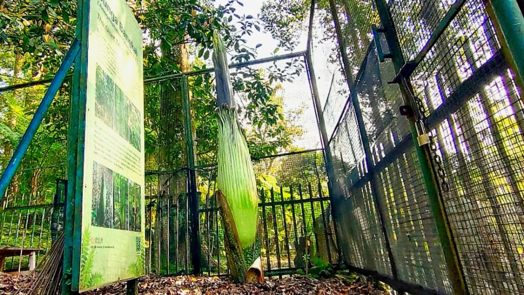 Diprediksi, Bunga Bangkai di Kebun Raya Cibodas Mekar Sempurna Pekan Ini
