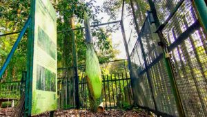 Diprediksi, Bunga Bangkai di Kebun Raya Cibodas Mekar Sempurna Pekan Ini