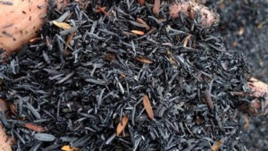 Mengintip Potensi Menjanjikan Bisnis Sekam Bakar di Mata Mancanegara