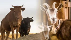 Sebelum Idul Adha, Kalian Pahami Dulu Jenis Hewan Kurban yang Sehat Seperti Apa