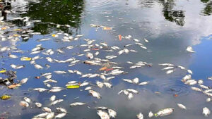 Banyak Ikan Mati Mendadak di Sungai Cipinang Gading Mulyaharja, Warga Mengeluh