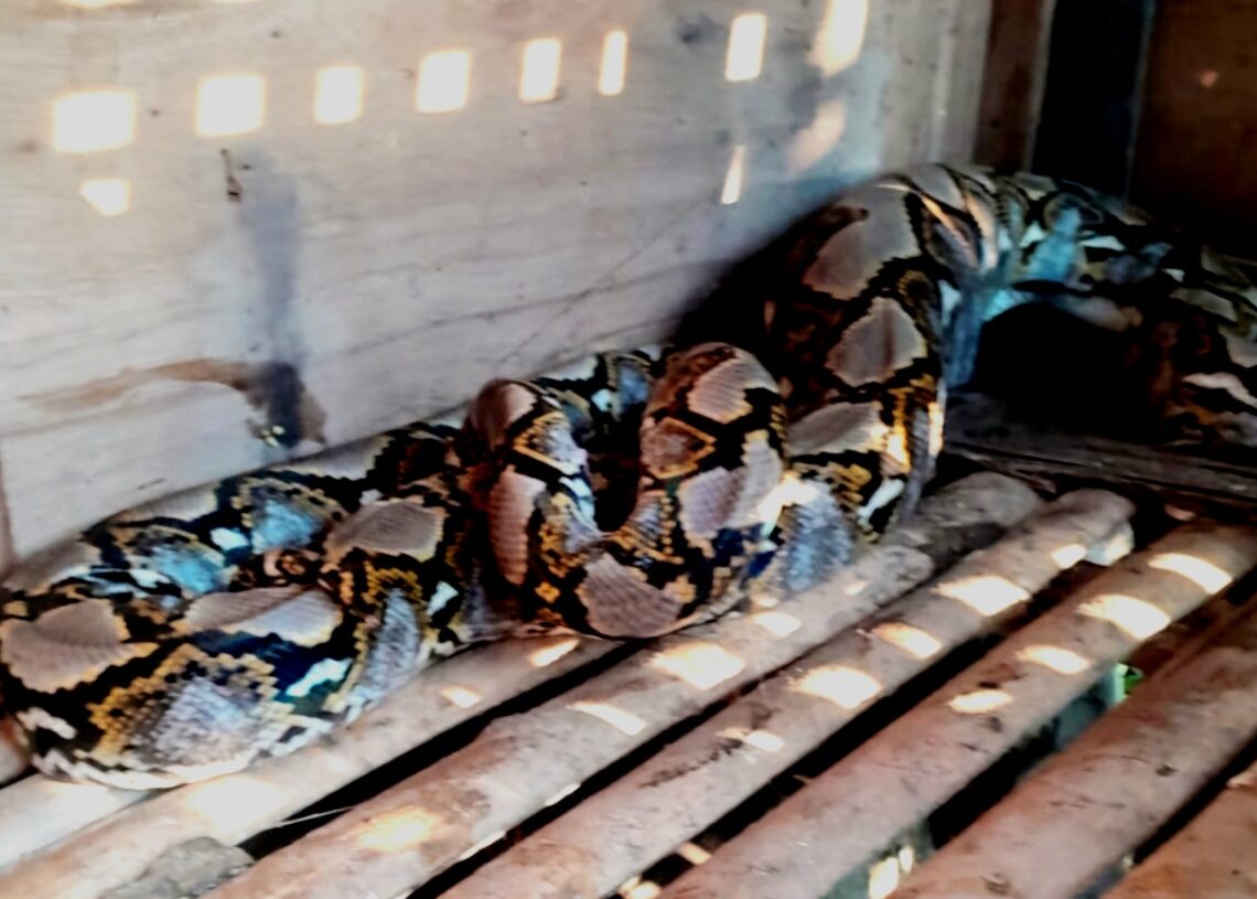 Memangsa Unggas Warga, Ular Sanca 3 Meter Diciduk Petugas Damkar