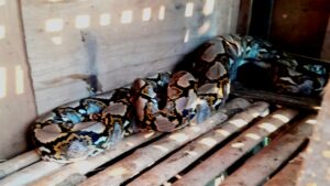 Memangsa Unggas Warga, Ular Sanca 3 Meter Diciduk Petugas Damkar