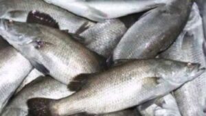 Ekspor Dihantam Trump, KKP Gaspol Jualan Ikan di Negeri Sendiri!