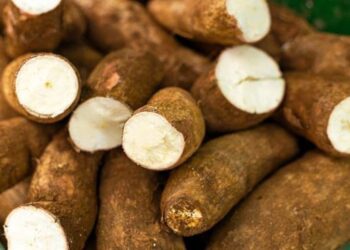 Impor Singkong Akan Dibatasi, Industri Siap-Siap Hadapi Tantangan Bahan Baku