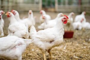 Kewajiban Sertifikasi Halal untuk Pedagang dan RPH Ayam Diundur, UMKM Dapat Angin Segar