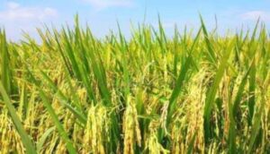 Gaduh Beras Oplosan, Penggilingan Padi Kecil Tutup, Harga Ritel Ikut Goyang