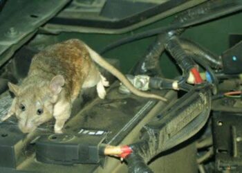 Tikus di Motor? Jangan Panik, Ini 4 Cara Simpel Biar Mereka Kabur!