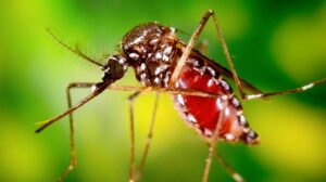 15 Warga Pamijahan Terjangkit Chikungunya, Warga Panik Fogging Digencarkan