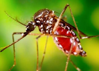 15 Warga Pamijahan Terjangkit Chikungunya, Warga Panik Fogging Digencarkan