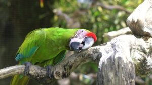 Bogor Bakal Punya ‘Bogor Bird Zoo’, Kolaborasi Pemkab dan Taman Safari Siap Hadirkan Wisata Edukasi Berwawasan Hijau