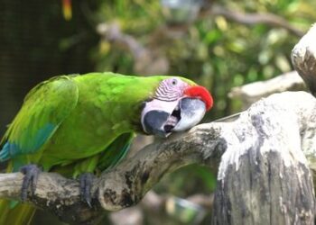 Bogor Bakal Punya ‘Bogor Bird Zoo’, Kolaborasi Pemkab dan Taman Safari Siap Hadirkan Wisata Edukasi Berwawasan Hijau