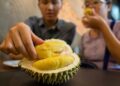Ternyata Durian Banyak Manfaat Kesehatan Loh, Bisa Melindungi Kehamilan Sampai Mencegah Pikun