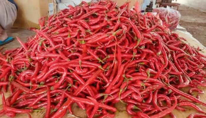Cabai Ikut Nataru: Rawit dan Merah Makin Pedas, Harga Tembus Rp200 Ribu