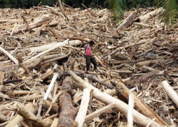 Banjir Sumatra Heboh Gelondongan Kayu, 8 Perusahaan Siap Diperiksa
