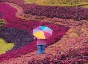 Rekomendasi Wisata Taman Bunga Cantik dan Instagramable di Bogor
