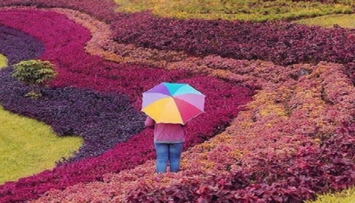 Rekomendasi Wisata Taman Bunga Cantik dan Instagramable di Bogor
