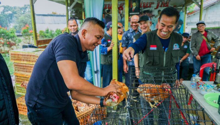 Jenal Mutaqin Bagikan Ayam Petelur, Ikhtiar Dorong Pertumbuhan Ekonomi Warga