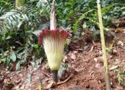 Bunga Bangkai Raksasa Hari Ini Mekar Sempurna di Kebun Raya Bogor