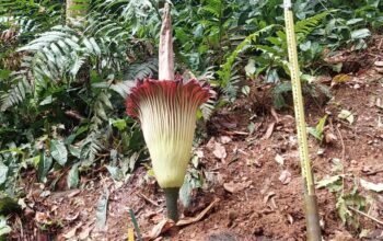 Bunga Bangkai Raksasa Hari Ini Mekar Sempurna di Kebun Raya Bogor