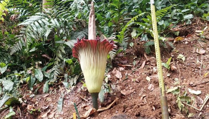 Bunga Bangkai Raksasa Hari Ini Mekar Sempurna di Kebun Raya Bogor