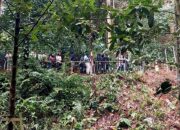 Momen Langka, Pengunjung KRB Antusias Saksikan Bunga Bangkai Mekar Sempurna