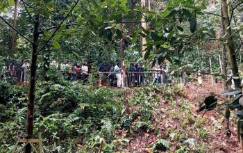 Momen Langka, Pengunjung KRB Antusias Saksikan Bunga Bangkai Mekar Sempurna