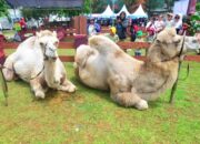 Mini Zoo Pakansari Mandek, Pemkab Bogor Tunggu Kejelasan Taman Safari soal Satwa