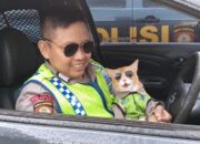 Kucing Oyen Berseragam Polisi Jadi Daya Tarik di Pos Gadog, Pengendara Rehat Sekaligus Terhibur
