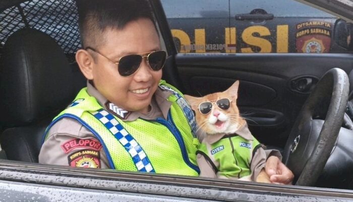 Kucing Oyen Berseragam Polisi Jadi Daya Tarik di Pos Gadog, Pengendara Rehat Sekaligus Terhibur