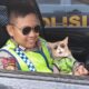 Kucing Oyen Berseragam Polisi Jadi Daya Tarik di Pos Gadog, Pengendara Rehat Sekaligus Terhibur