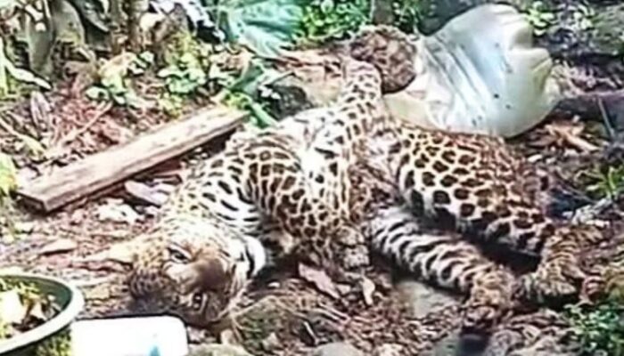 Masih Remaja, Macan Tutul yang Masuk Kampung di Cisarua Siap Dilepas ke Habitatnya