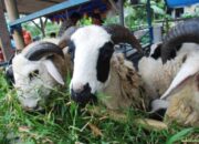 Jelang Idul Adha, Pemkab Bogor Larang Jualan Kambing di Kolong Flyover Cileungsi