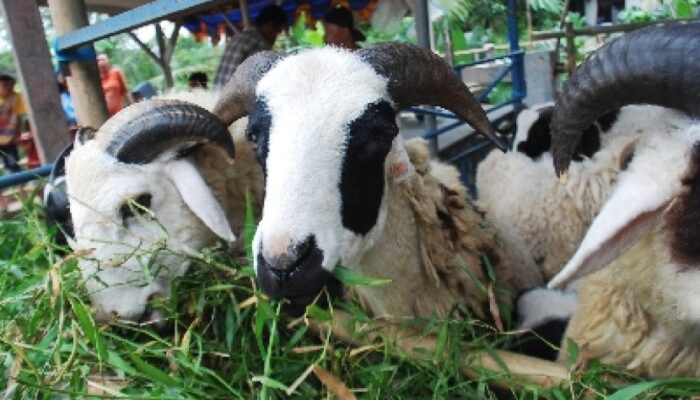 Jelang Idul Adha, Pemkab Bogor Larang Jualan Kambing di Kolong Flyover Cileungsi