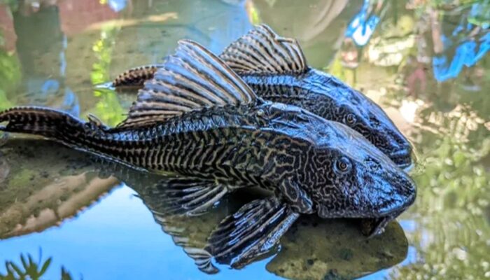 Ikan Sapu Sapu Mulai Kuasai Sungai Bogor, Ancam Ekosistem dan Bantaran