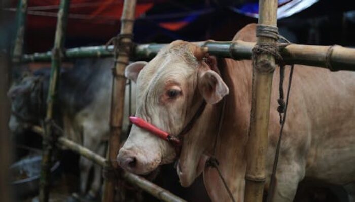 Jelang Idul Adha, 60 Persen Sapi Kurban di Kabupaten Bogor Masih Dipasok dari Luar Daerah