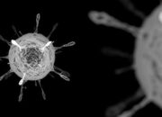 Mengenal Hantavirus, Penyakit dari Tikus yang Kini Jadi Sorotan Dunia