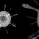 Mengenal Hantavirus, Penyakit dari Tikus yang Kini Jadi Sorotan Dunia