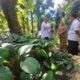 HUT ke 209 Kebun Raya Bogor Hadirkan Taman Araceae yang Instagramable Sekaligus Edukatif
