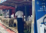 Dishub Kota Bogor Tertibkan Lapak Kambing di Halte dan Trotoar Jelang Idul Adha