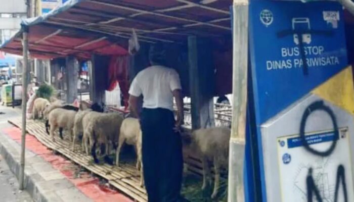 Dishub Kota Bogor Tertibkan Lapak Kambing di Halte dan Trotoar Jelang Idul Adha
