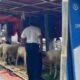 Dishub Kota Bogor Tertibkan Lapak Kambing di Halte dan Trotoar Jelang Idul Adha