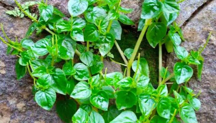 7 Manfaat Daun Siri Cina untuk Kesehatan, Tanaman Liar yang Kini Banyak Dicari