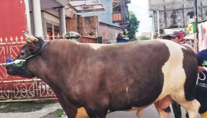 Romi, Sapi Kurban Presiden Prabowo Seberat 1 Ton Lebih Akan Disembelih di Kayumanis Bogor
