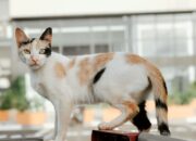 Kucing Liar Sering Datang ke Rumah? Ini 9 Cara Mengusirnya Tanpa Menyakiti