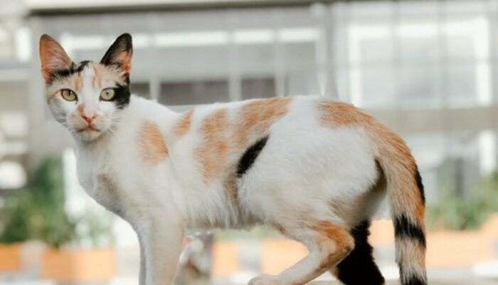 Kucing Liar Sering Datang ke Rumah? Ini 9 Cara Mengusirnya Tanpa Menyakiti