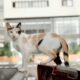 Kucing Liar Sering Datang ke Rumah? Ini 9 Cara Mengusirnya Tanpa Menyakiti