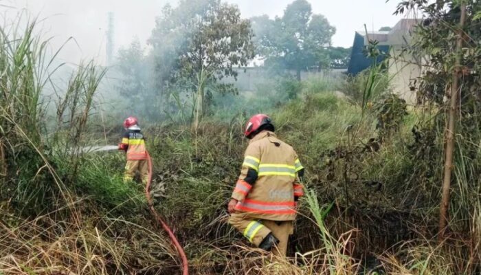 Cuaca Panas Ekstrem Picu Kebakaran Ilalang di Bogor Timur, Damkar Turun Tangan
