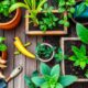 Mudah Ditanam di Rumah, Tanaman Herbal Ini Cocok untuk Usia 50 Tahun ke Atas